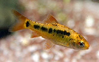Barbus semifasciolatus schuberti